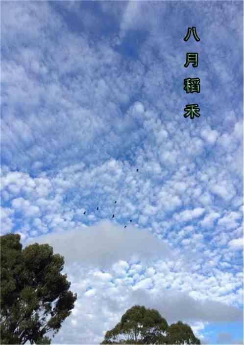 八月稻谷成熟了吗