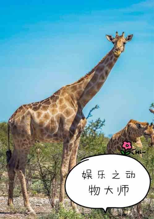 动物界的隐藏大师